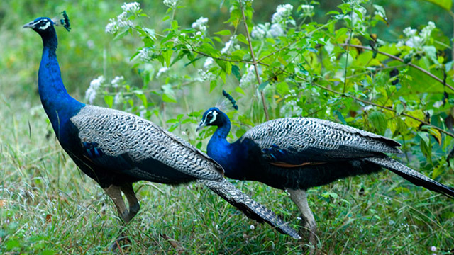 Chulanur Palakkad