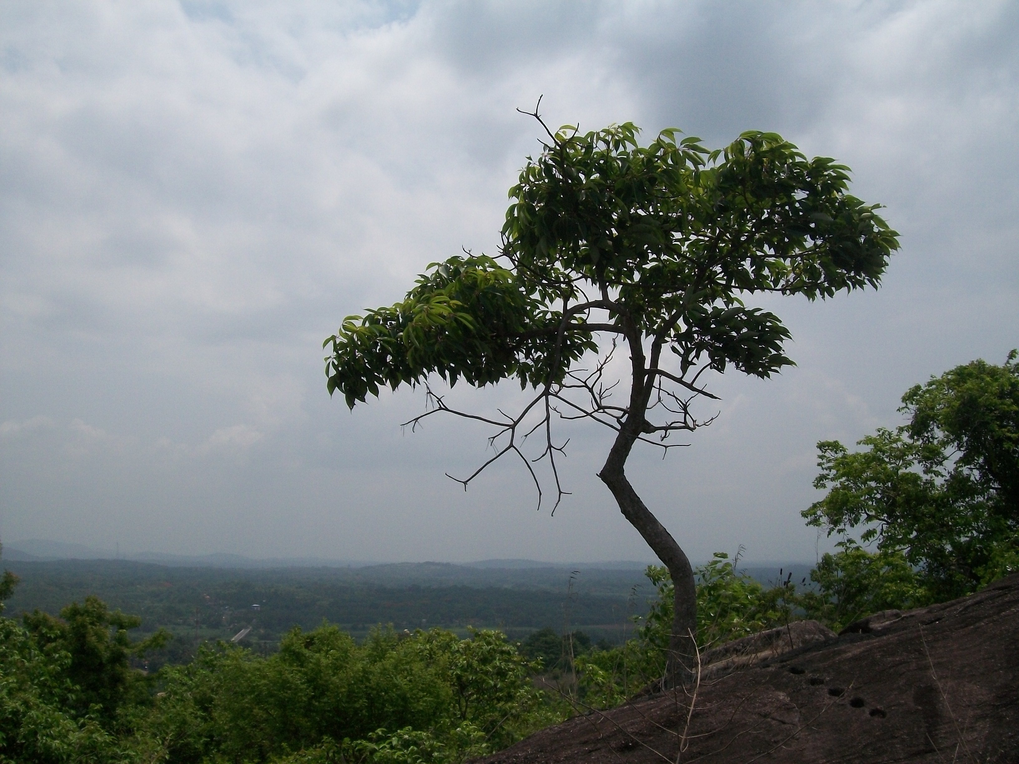 Images of Palakkad