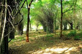 Chulanur Palakkad  attraction