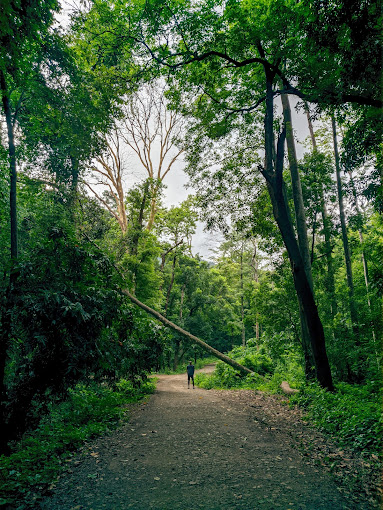 Dhoni Waterfalls, Palakkad