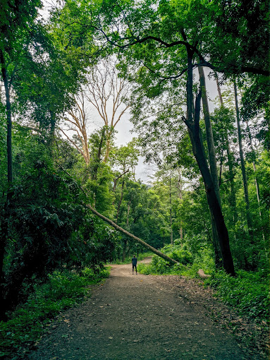 Dhoni Waterfalls, Palakkad