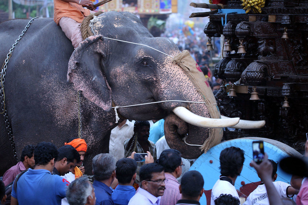 Kalpathy Ratholsavam Palakkad  attraction