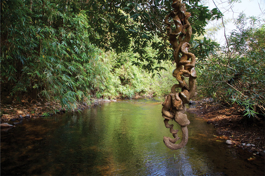 Parambikulam Wildlife Sanctuary, Palakkad