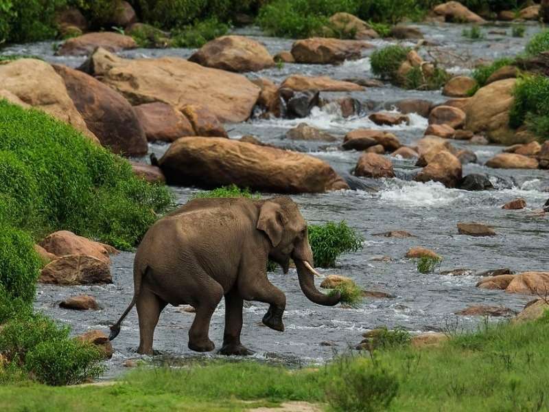 Parambikulam Wildlife Sanctuary, Palakkad destination