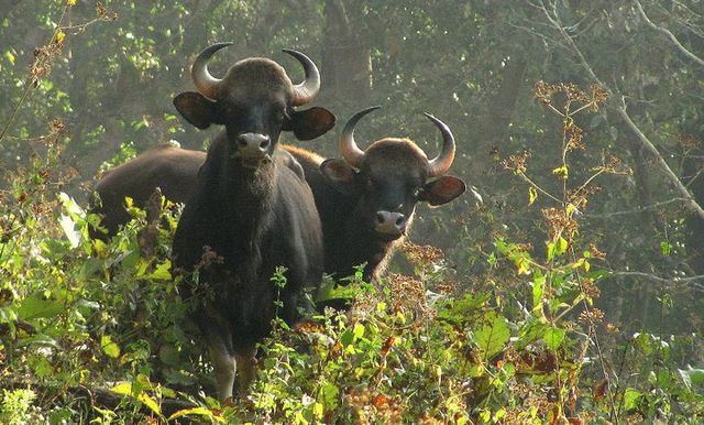 Images of Palakkad