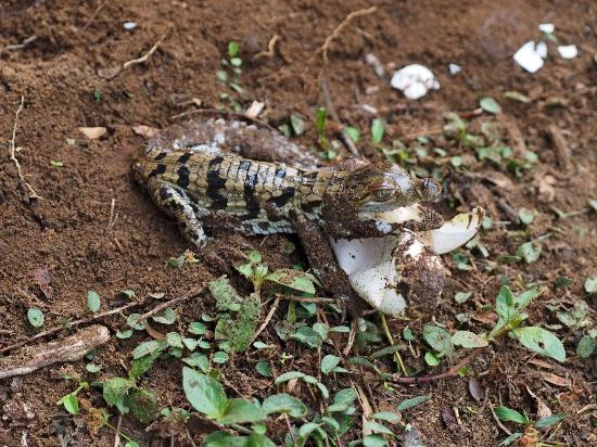 Parambikulam Wildlife Sanctuary, Palakkad attraction